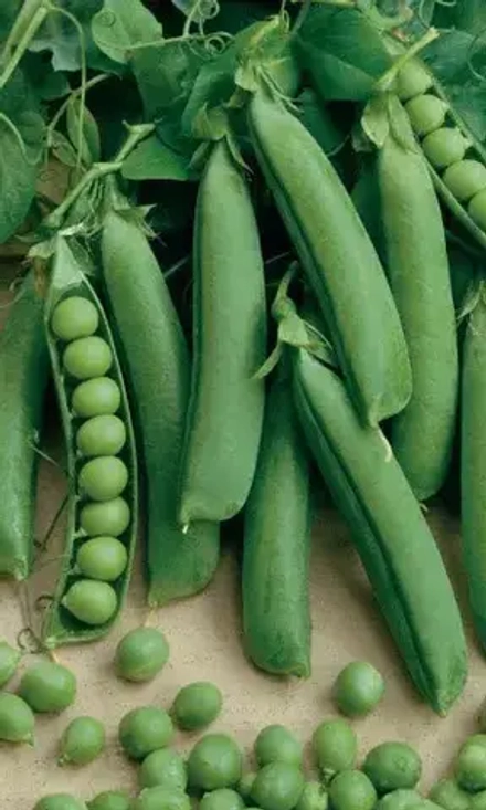 Горох Сахарный великолепный 8г УрДачник