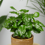 Кофе Арабика 12/30