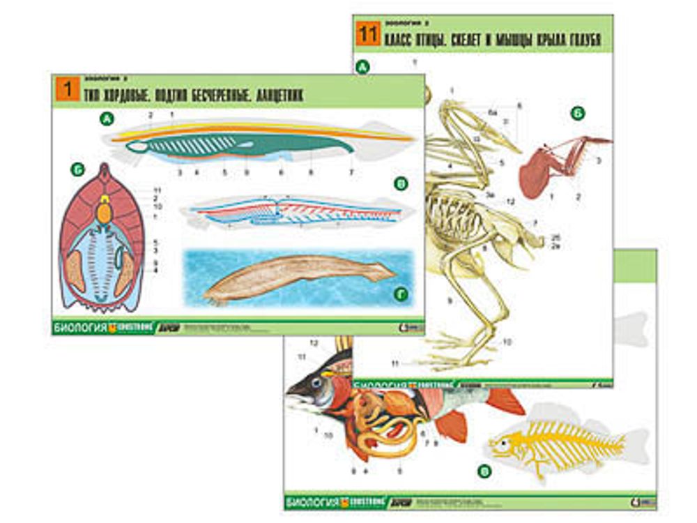 Комплект таблиц &quot;Зоология 2&quot; (16 табл., формат А1, лам.)