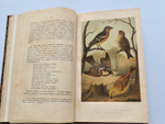 "Из царства пернатых. Популярные очерки из мира русских птиц". Д.Н.Кайгородов. 1892г.