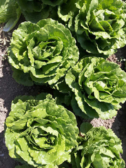 Равив семена салата айсберг (Hazera / Хазера)