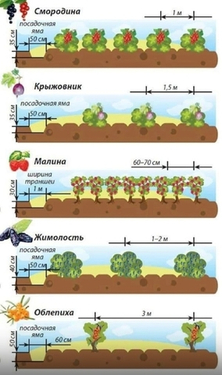 Планируем урожайный ягодник: точные схемы посадки для малины, смородины и крыжовника