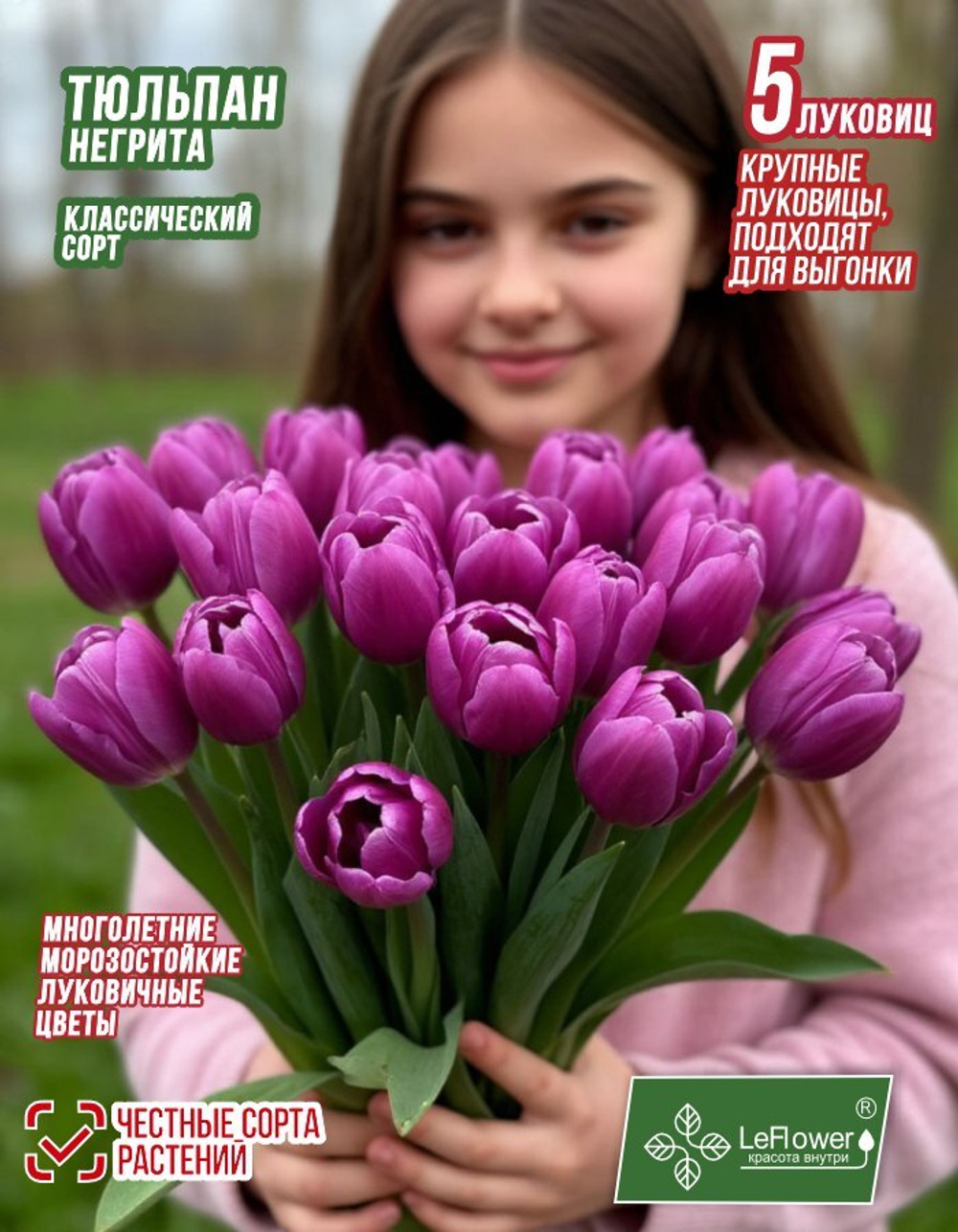 Тюльпан Луковица цветов, Негрита, 5шт, разбор 12+