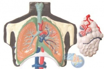 Модель барельефная «Строение легких человека»