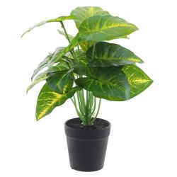 GAEM Цветочная композиция "Каладиум", L27 W27 H32 см