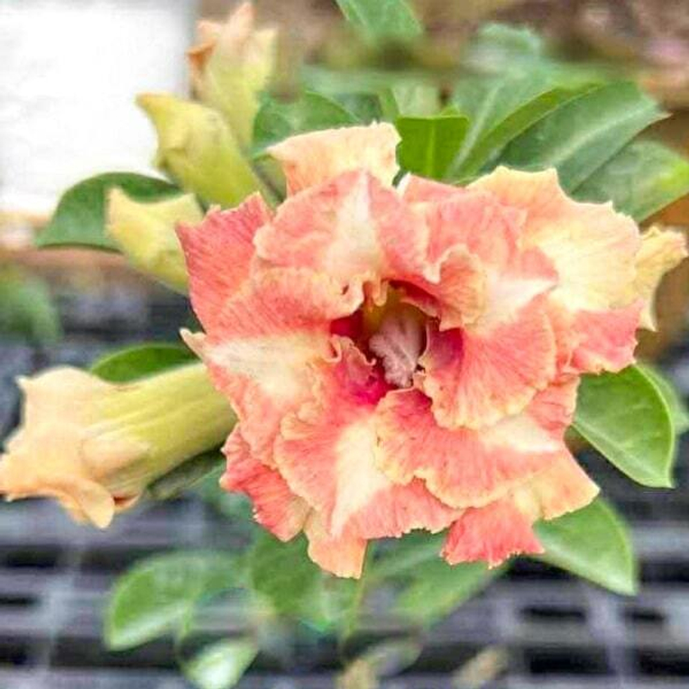 Адениум CREAM CHEESE