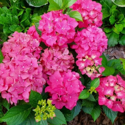 Пинк Панк («Pink Punk») С2 Европа весна 2026 г.