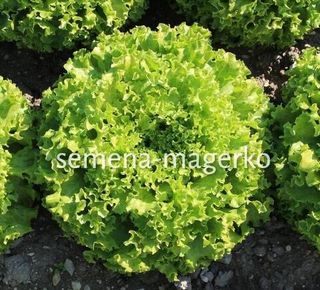 Салат Грин Стар 5000 (семян)