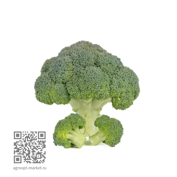 Алькараз_F1_семена_капусты_брокколи_Rijk_Zwaan_купить – фото 2
