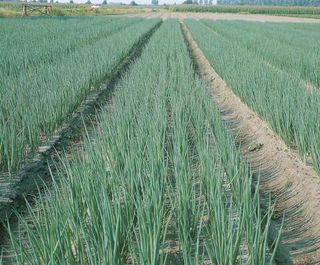 Лук на перо Параде 10 000 (семян)