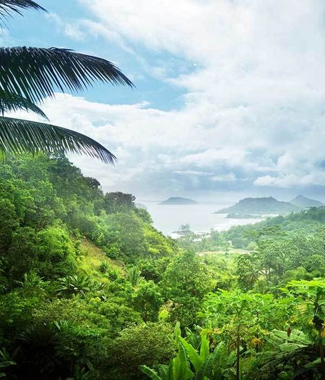 Ароматический воск Гавайские джунгли Hawaiian Jungle, Candle Warmers