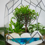 Готовый флорариум бонсай Сизигиум Цефей с озером