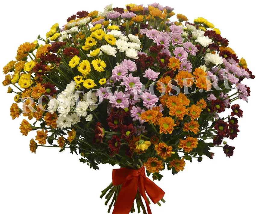 Букет разноцветных хризантем Сантини