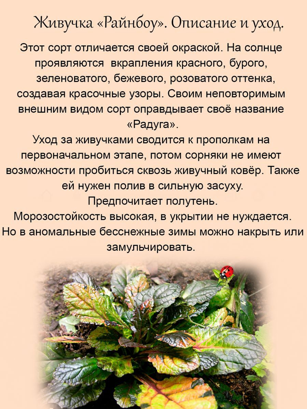 Живучка Рейнбоу Радуга Аюга мультиколор