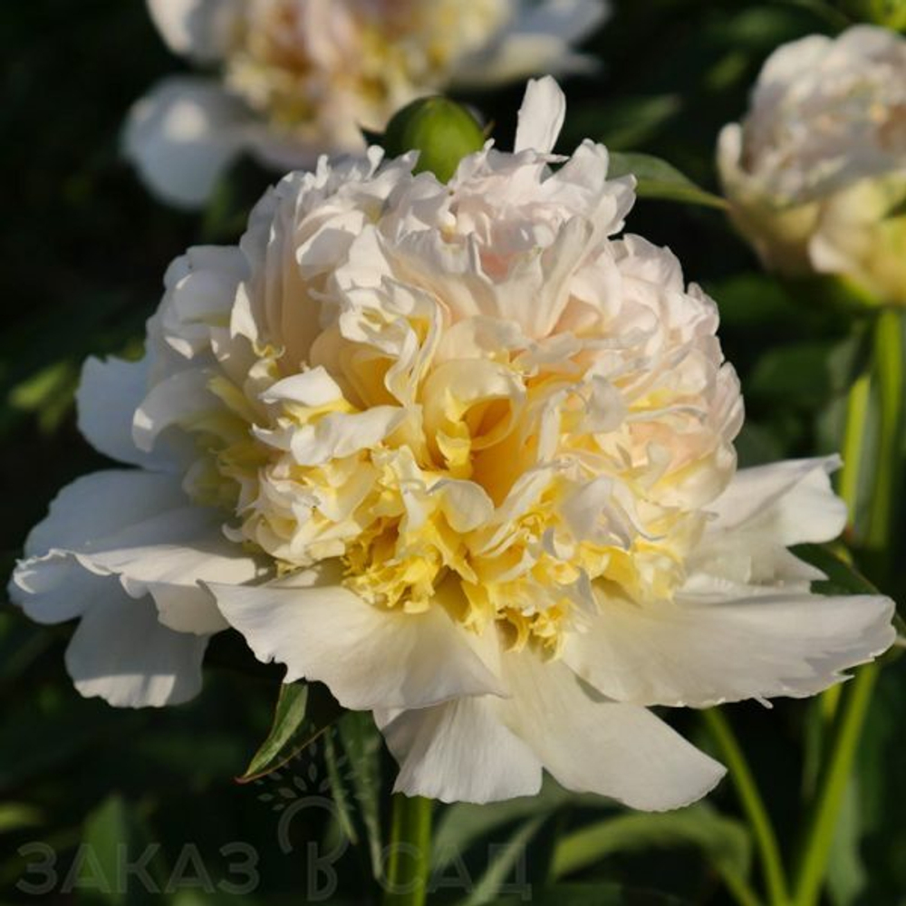 Пион Топ Брасс 2-3 почки Закупка М81 октябрь 2026