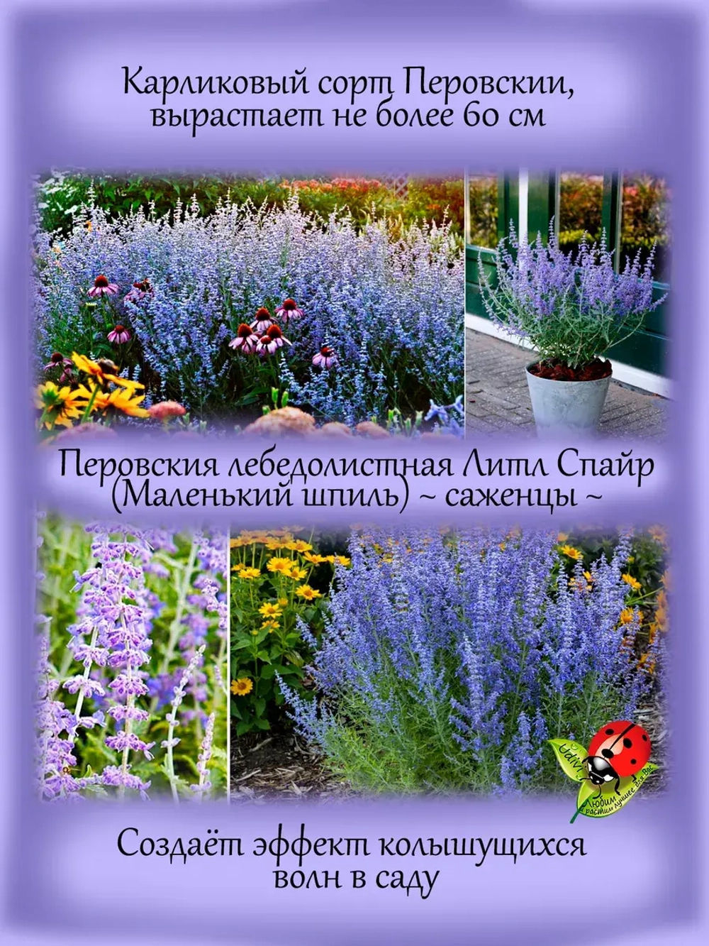 Перовския лебединолистная Маленький шпиль многолетник
