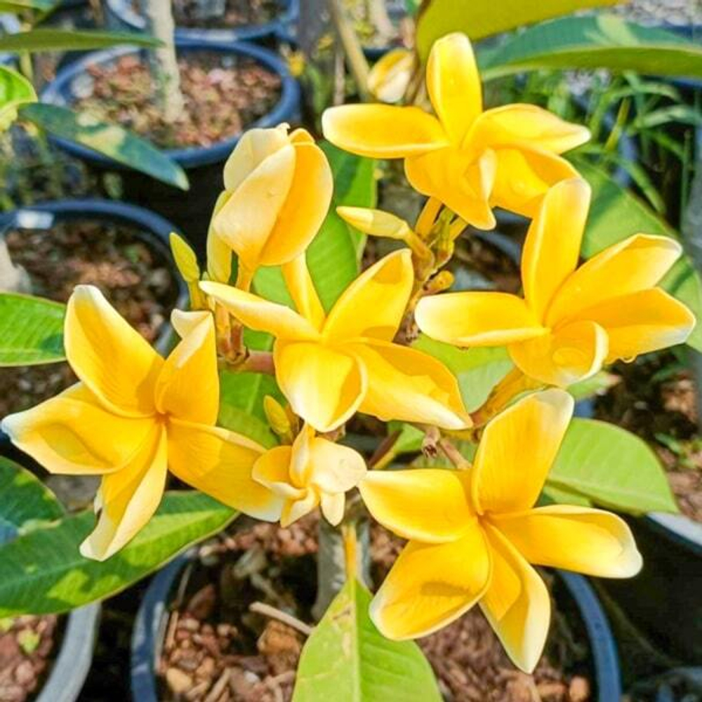 Плюмерия PREECHA YELLOW