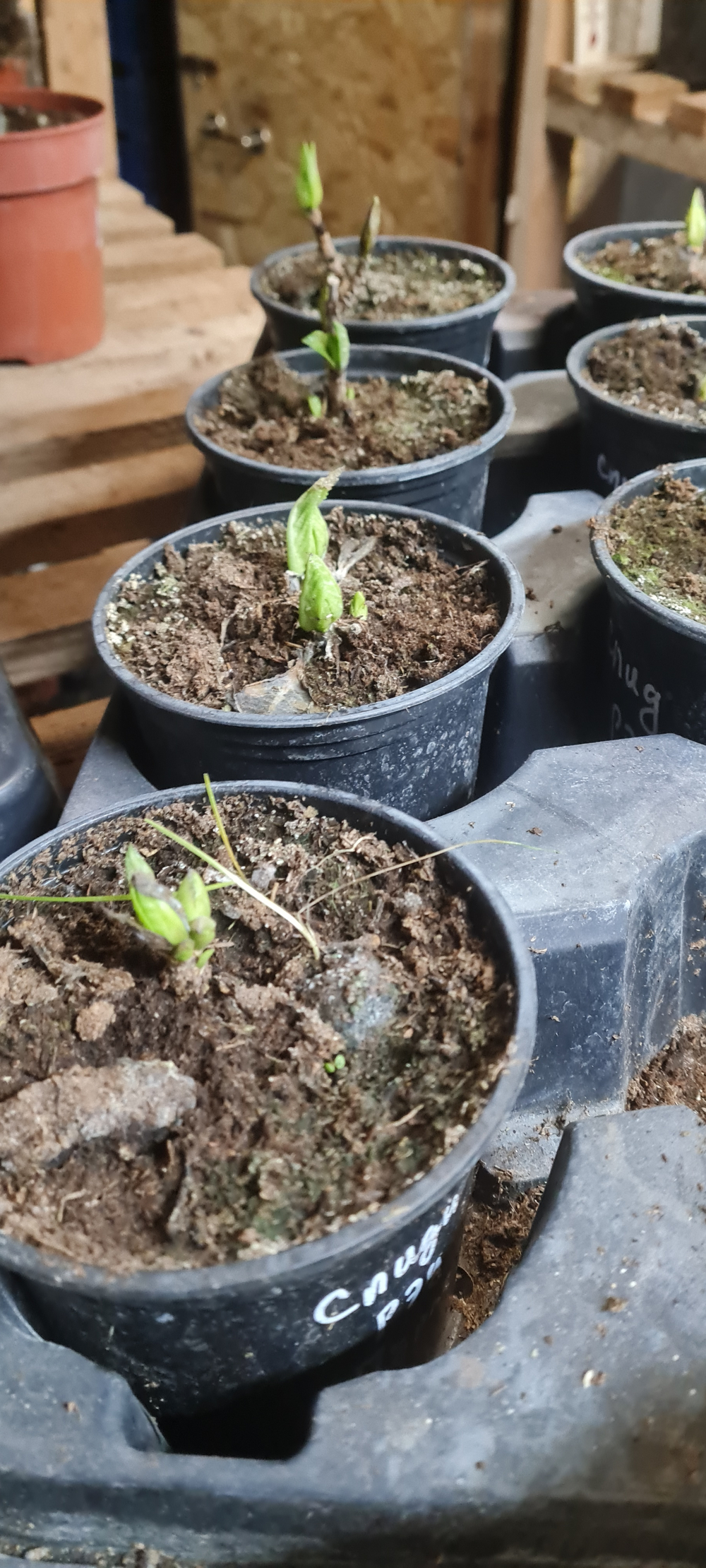 Speedy Red Purple/Спидди Ред Парпл