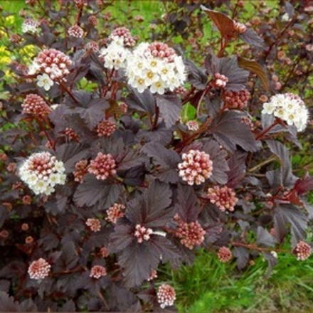 Пузыреплодник калинолистный Диаболо С32 150-200