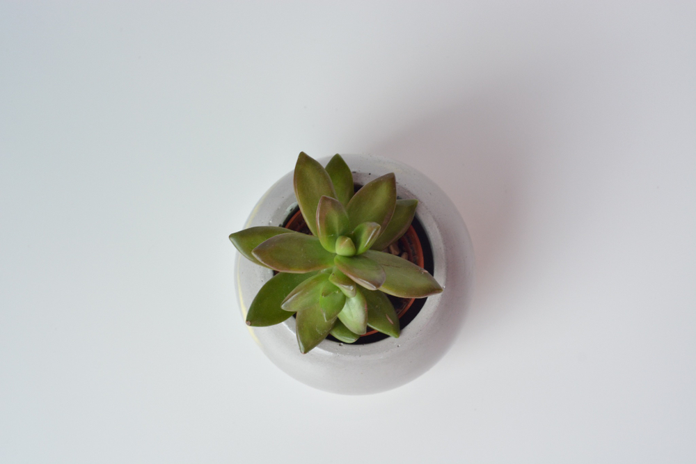 Седум Нуссбумера / Sedum Nussbaumerianum