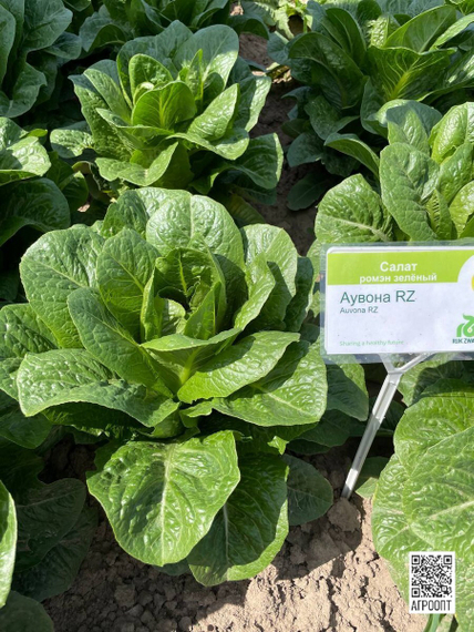 Аувона семена салата ромэн (Rijk Zwaan / Райк Цваан) в поле – фото 11