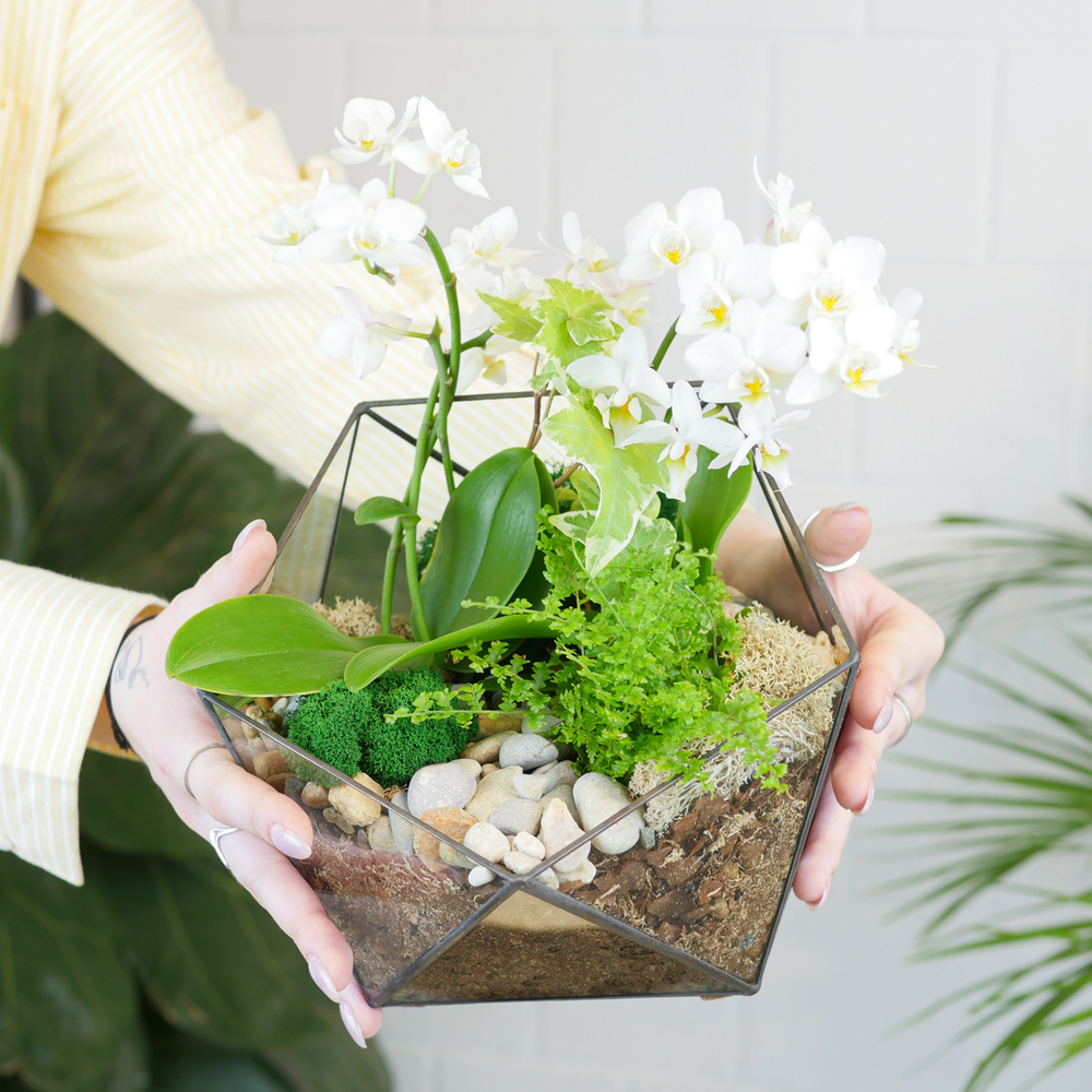 Готовый флорариум с белой орхидеей Икос