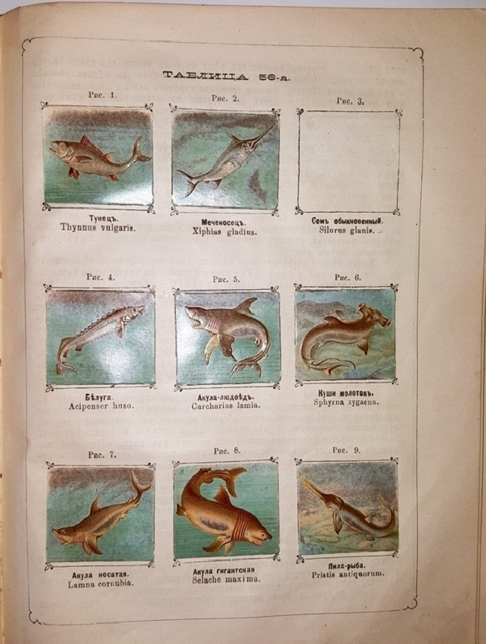 "Рельефный зоологический атлас. Часть третья. Пресмыкающиеся и рыбы.". Гагельберг. 1880г. - антикварное издание