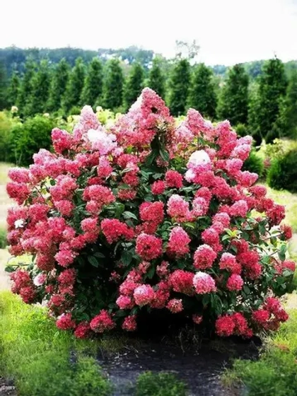 Гортензия метельчатая Даймонд Руж