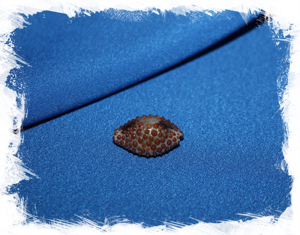 Дженнерия пустулата (Jenneria pustulata)