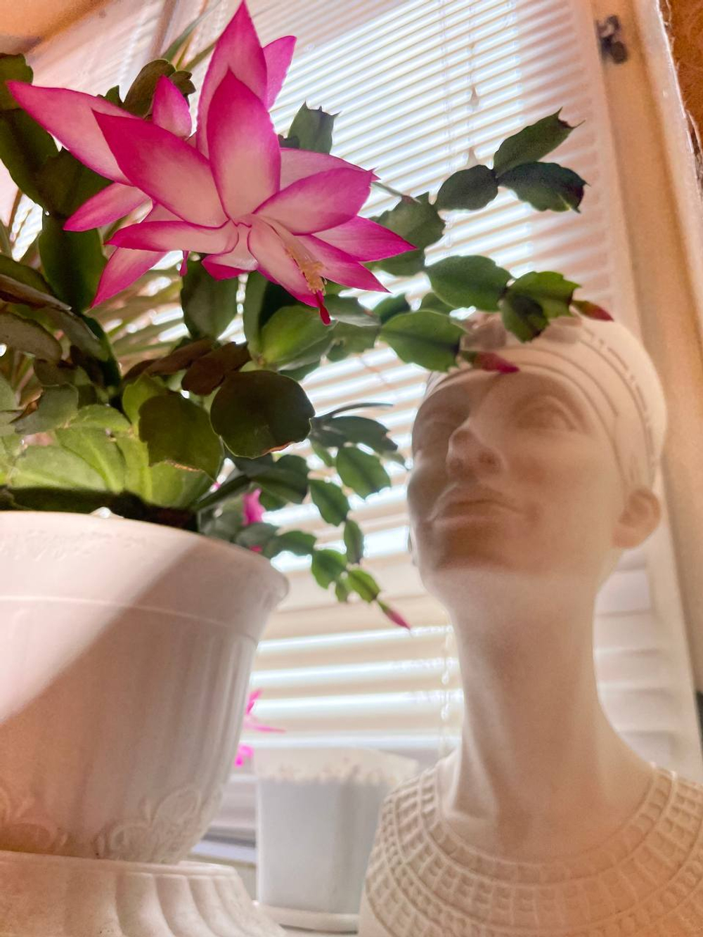 Декабрист для удачи в доме, сегмент (растения для проращивания)