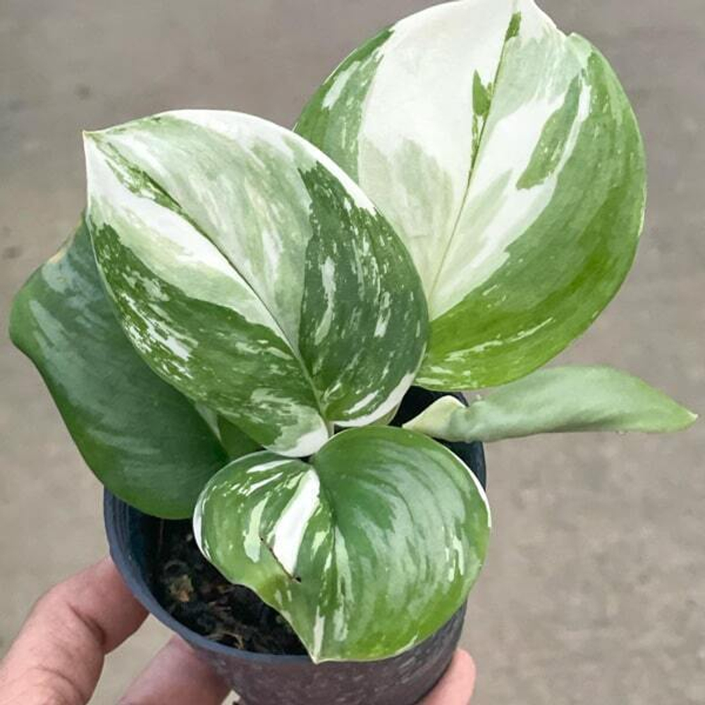 Сциндапсус TREUBI MOONLIGHT ALBO VAR