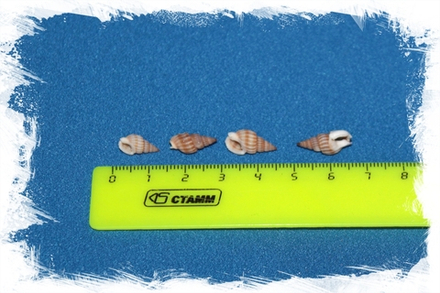 Нассариус рыжий