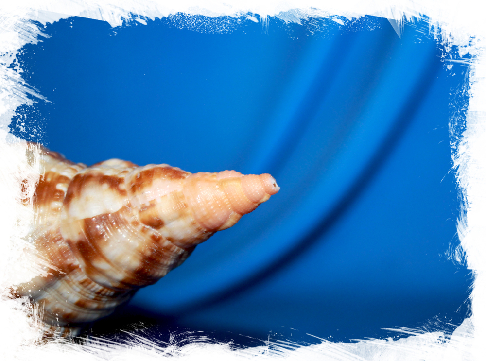 Харония вариегата (Charonia variegata)