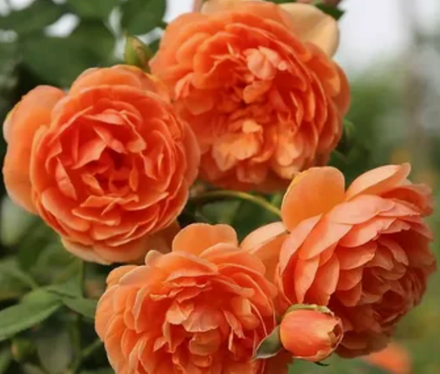 Роза английская Пэт Остин ОКС конец апреля -май 2026