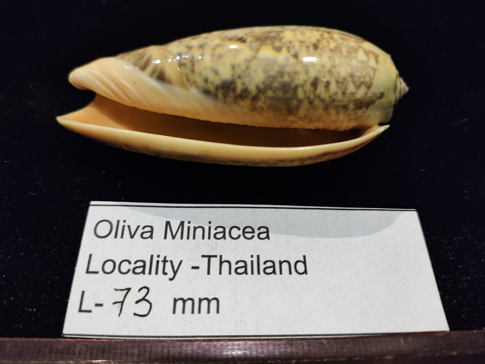 Олива Миниацея