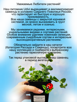 Бакопа Белый Снежок вегетативная