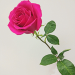 Роза малиновая Pink Floyd