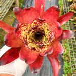 Неорегелия SUPER CUTE