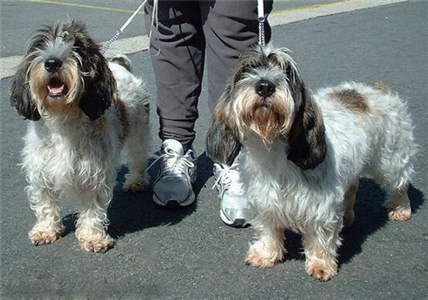 Малый вандейский бассет-гриффон Малый вандейский бассет-гриффон