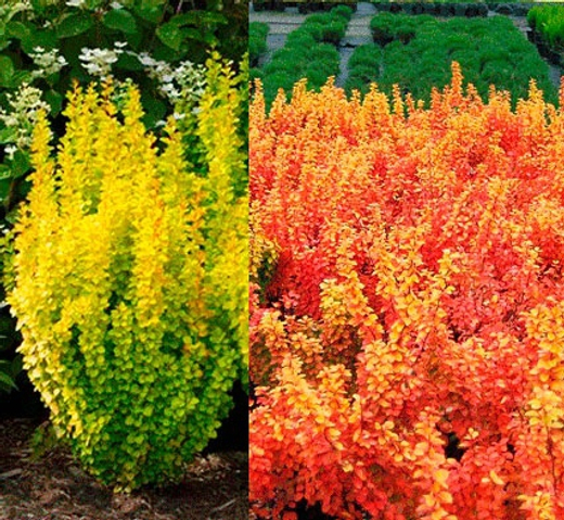 Барбарис Тунберга Голден Торч С3 Закупка М60 июнь 2026