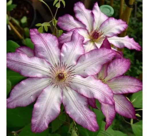 Клематис гибридный Тае трехлетка наличие