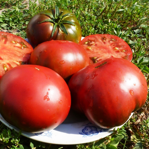 Помидоры Black Sea Man