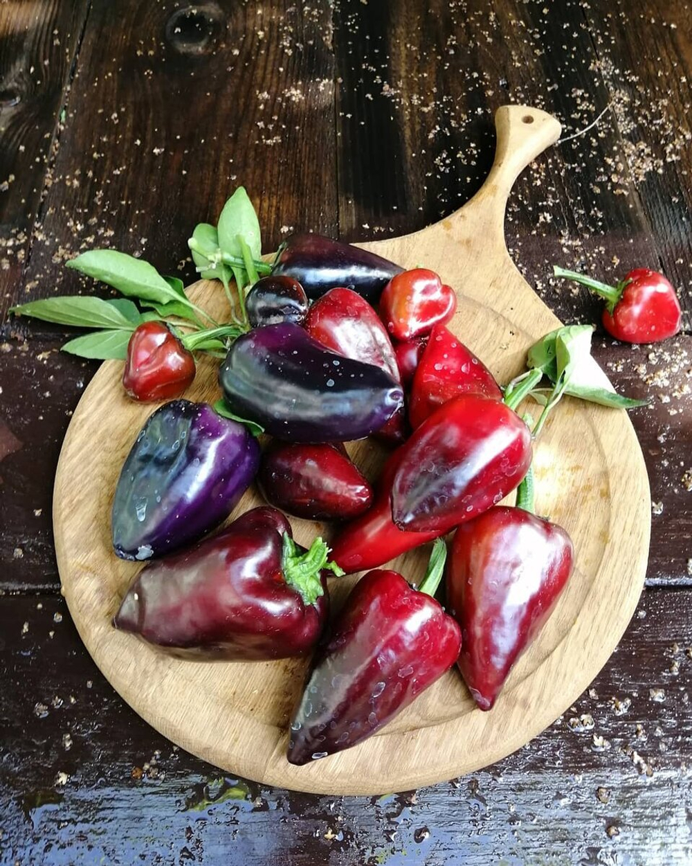 Чёрный тюльпан перец сладкий