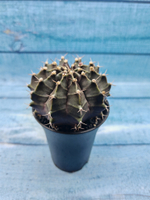 Gymnocalycium Mihanovichii black (Гимнокалициум)