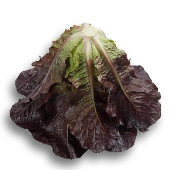 Туринус семена салата ромэн (Rijk Zwaan / Райк Цваан) продукт – фото 4