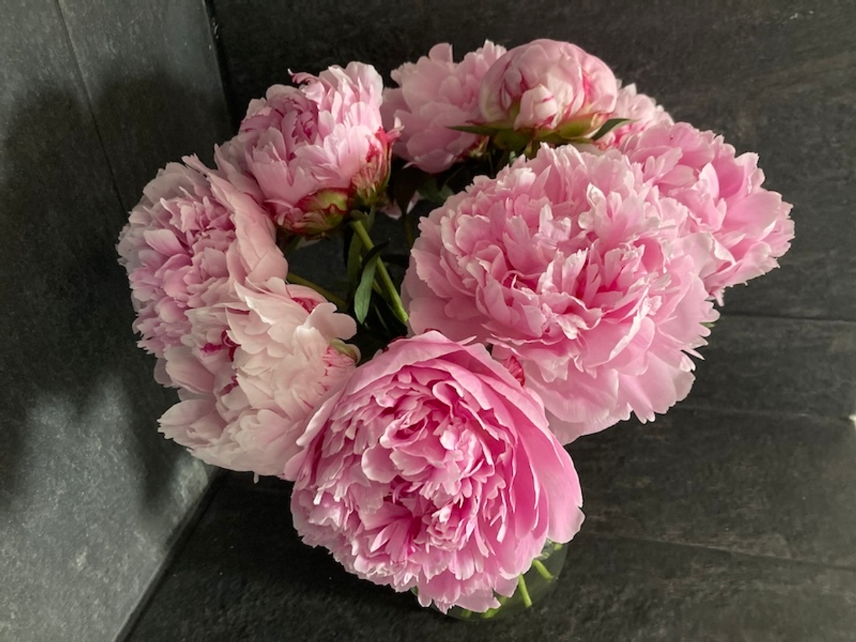 🌸♛ Сара Бернар (Sarah Bernhardt) — букет ароматных пионов — 8 марта у Феи