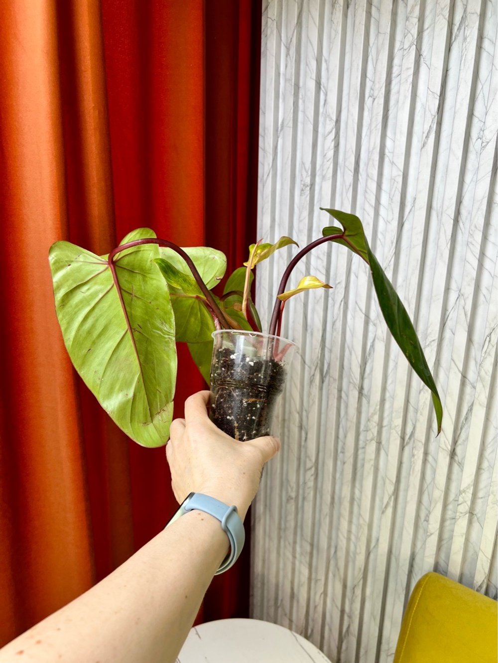 Филодендрон Медуза, D8см Н25см, 1шт, Urban Jungle (7583)