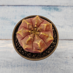Gymnocalycium Daydream (Гимнокалициум)