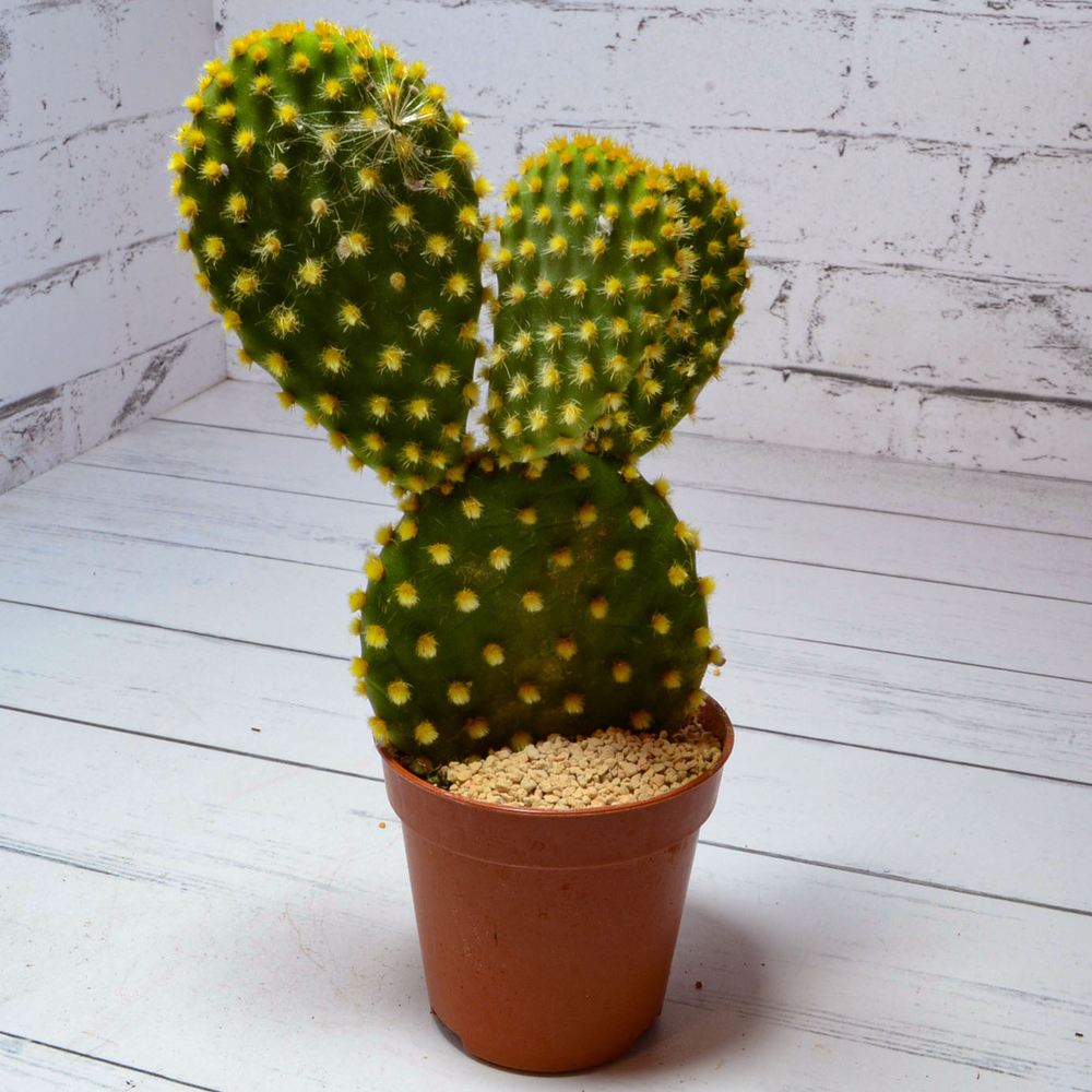 Opuntia Microdasys (Опунция)