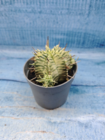 Euphorbia meloformis f. Variegated (Эуфорбия вариегатная)